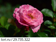 Роза кустарниковая Флёр ан Сэн (Флёрс ан Сэн, Masflesei) (лат. Rosa Fleurs en Seine). Petales de rose (D. massad), Франция 2011. Стоковое фото, фотограф lana1501 / Фотобанк Лори