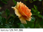 Роза чайно-гибридная Гарден Глори (HARzumber, Welsh Golds, Welwyn Garden Glory, (лат. Garden Glory), Harkness Roses, Великобритания 1996. Стоковое фото, фотограф lana1501 / Фотобанк Лори