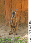Сидящий красный кенгуру (Macropus Rufus). Зоопарк Чиангмая, Таиланд (2018 год). Стоковое фото, фотограф Виктор Карасев / Фотобанк Лори