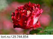 Роза чайно-гибридная (rosa tea hybrid) Ностальжи (Ностальгия, La Garconne, TANeiglat), (лат. Nostalgie). Rosen Tantau (Розы Тантау), Germany 1995. Стоковое фото, фотограф lana1501 / Фотобанк Лори