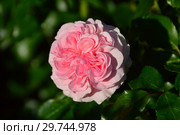 Роза кустарниковая (Modern Shrub) Ларисса (Лариса, KORbaspro), (лат. Rosa Larissa). Kordes (Кордес), Германия 2008. Стоковое фото, фотограф lana1501 / Фотобанк Лори