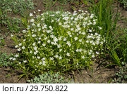 Звездчатка лесная, или дубравная (лат. Stellaria nemorum) Стоковое фото, фотограф Елена Коромыслова / Фотобанк Лори