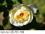 Роза парковая Грэхэм Томас (AUSmas, Грехам Томас), (лат. Graham Thomas). David Austin Roses (Девид Остин), Великобритания 1983. Стоковое фото, фотограф lana1501 / Фотобанк Лори