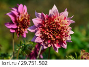Георгина анемоновидная мелоди Мамбо (лат. Dahlia Mambo) Стоковое фото, фотограф lana1501 / Фотобанк Лори