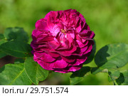 Роза кустарниковая (шраб) Пале Бирон, Перпл Лодж (ORA 2437-02), (лат. Rosa Palais Biron, Purple Lodge). Pierre Orard, Франция 2007. Стоковое фото, фотограф lana1501 / Фотобанк Лори