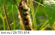 Личинки наездника на гусенице бабочки. Larvae of the parasitoid wasps on the сaterpillar of Euthrix potatoria's butterfly. Стоковое фото, фотограф Евгений Романов / Фотобанк Лори