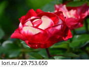 Роза чайно-гибридная Ностальжи (Ностальгия, TANeiglat, La Garconne), (лат. Nostalgie). Rosen Tantau (Розы Тантау), Германия 1995. Стоковое фото, фотограф lana1501 / Фотобанк Лори