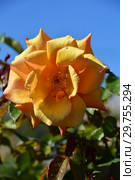 Роза чайно-гибридная Бэл Эпок (Бель Эпок, Бэль Эпок, FRYaboo), (rosa Belle Epoque). Fryer's Roses, Britain 1994. Стоковое фото, фотограф lana1501 / Фотобанк Лори