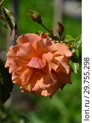 Роза чайно-гибридная Бэл Эпок (Бель Эпок, Бэль Эпок, FRYaboo), (лат. rosa Belle Epoque). Fryer's Roses, Britain 1994. Стоковое фото, фотограф lana1501 / Фотобанк Лори