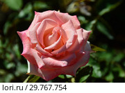 Роза чайно-гибридная Кранфорд (Frylustre), (лат. Cranford). Fryer Roses Великобритания, 2008. Стоковое фото, фотограф lana1501 / Фотобанк Лори