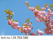 Ветки цветущей сакуры (Prunus serrulata Lindl.) на голубом фоне. Весна. Стоковое фото, фотограф Ирина Борсученко / Фотобанк Лори
