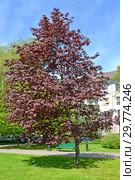 Клен (явор) пурпурнолистный (Acer pseudoplatanus L.) в городском сквере. Весенний пейзаж. Стоковое фото, фотограф Ирина Борсученко / Фотобанк Лори