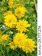 Цветущая рудбекия рассеченная (лат. Rudbeckia laciniata ), или золотые шары в летнем саду. Стоковое фото, фотограф Елена Коромыслова / Фотобанк Лори