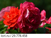 Роза флорибунда Гебрюдер Гримм (Братья Гримм, KORassenet, Eternal Flame, Brothers Grimm Fairy Tale, Gremlin, Joli Tambour), (Gebruder Grimm). W.Kordes Sohne, Германия 2002. Стоковое фото, фотограф lana1501 / Фотобанк Лори