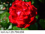 Роза чайно-гибридная Гранд Аморе (Гранде Аморе, KORcoluma, My Valentine, Walter Sisulu), (лат. Grande Amore). W.Kordes Sohne, Germany 2004. Стоковое фото, фотограф lana1501 / Фотобанк Лори