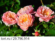 Роза флорибунда Мари Кюри (Umilo, Meilomit, Romantic Dreams), (лат. Rosa Marie Curie). Meilland, Франция 1996. Стоковое фото, фотограф lana1501 / Фотобанк Лори
