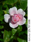 Роза флорибунда Наташа Ричардсон (Harpacte), (лат. Natasha Richardson). Harkness Roses (розы Харкнесса), Великобритания 2011. Стоковое фото, фотограф lana1501 / Фотобанк Лори