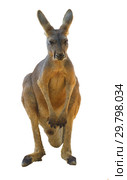 Большой рыжий кенгуру ( Macropus rufus) крупным планом на белом фоне. Стоковое фото, фотограф Виктор Карасев / Фотобанк Лори