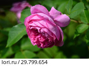 Роза бурбонская (Bourbon Rose) Луиз Одье (Луис Одьер, Madame de Stella, Madame Louise Odier), (лат. Rosa Louise Odier). Margottin (Марготтен), Франция 1851. Стоковое фото, фотограф lana1501 / Фотобанк Лори