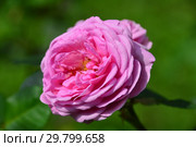 Роза бурбонская Луиз Одье (Луис Одьер, Madame de Stella, Madame Louise Odier), (лат. Rosa Louise Odier). Margottin (Марготтен), Франция 1851. Стоковое фото, фотограф lana1501 / Фотобанк Лори