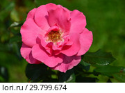 Роза флорибунда (шраб) Романзе (Романсе, Романце, Романс, TANezamor), (лат. Romanze). Rosen Tantau (Розы Тантау), Германия1985. Стоковое фото, фотограф lana1501 / Фотобанк Лори