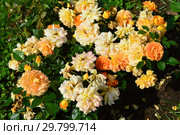Роза флорибунда Хансештадт Росток (Хансэштадт Росток, RT 04-603, Mythique, Quuen Bee, Tan04603), (лат. Hansestadt Rostock). Hans Jürgen Evers. Rosen Tantau, Германия 2010. Стоковое фото, фотограф lana1501 / Фотобанк Лори