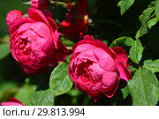 Роза кустарниковая Бенджамин Бриттен (Ausencart), (лат. Benjamin Britten). David Austin Roses, Великобритания 2002. Стоковое фото, фотограф lana1501 / Фотобанк Лори