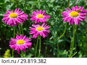 Пиретрум розовый (лат. Pyrethrum roseum), или персидские ромашки в саду летним днем. Стоковое фото, фотограф Елена Коромыслова / Фотобанк Лори