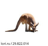 Sad tired red kangaroo on white isolated background. Стоковое фото, фотограф Наталья Волкова / Фотобанк Лори