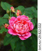 Роза кустарниковая Марсель ан Флёрс (Марсэй ан Флёр), (лат. Marseille en Fleurs). Petales de Roses. Massad, France 2009. Стоковое фото, фотограф lana1501 / Фотобанк Лори
