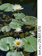 Многолетнее водное растение Кувшинка белая (Водная лилия, Нимфея), (лат. Nymphaea alba) Стоковое фото, фотограф lana1501 / Фотобанк Лори