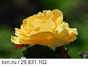 Роза флорибунда Амбер Куин (Амбер Квин, Янтарная королева) (лат. Rosa Amber Queen). Harkness Roses, Britain 1983. Стоковое фото, фотограф lana1501 / Фотобанк Лори