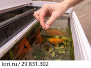 Кормление аквариумных рыбок сухим крупным кормом. Стоковое фото, фотограф Иванов Алексей / Фотобанк Лори