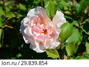 Роза чайно-гибридная Стиле ‘800 (BARottoc), (лат. Rosa Stile '800). Barni, Italy 1999. Стоковое фото, фотограф lana1501 / Фотобанк Лори