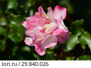 Роза флорибунда (миниатюрная) Абигайль (Абигэйл, Абигейл, TANelaigib), (лат. Rosa Abigaile). Hans Jürgen Evers / Rosen Tantau, Германия (ФРГ) 1988. Стоковое фото, фотограф lana1501 / Фотобанк Лори
