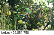 Lemon tree in the garden. Стоковое видео, видеограф Владимир Катасонов / Фотобанк Лори
