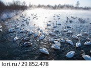 Beautiful white whooping swans. Стоковое фото, фотограф Jan Jack Russo Media / Фотобанк Лори
