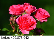 Роза флорибунда Бад Бирнбах, Бонапарт (KORpancom, Salmon Vigorosa, Electric Blanket, Busy Bee, Salmon Sunsation), (лат. Bad Birnbach, Bonapart). W.Kordes Sohne, Germany 1999. Стоковое фото, фотограф lana1501 / Фотобанк Лори