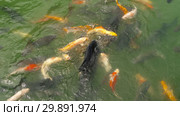 Koi fish and silver carp in pond eating. Стоковое видео, видеограф Игорь Жоров / Фотобанк Лори