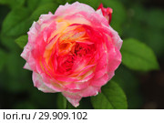 Роза кустарниковая (дженероза) Розаман Жанон (Розоман Жанон, MASjanon), (лат. Rosa Rosomane Janon). Guillot Massada (Гийо-Массад), Франция 2001. Стоковое фото, фотограф lana1501 / Фотобанк Лори