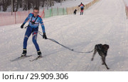 Соревнования по скиджорингу (2019 год). Редакционное видео, видеограф А. А. Пирагис / Фотобанк Лори