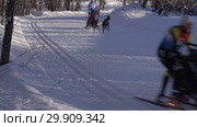 Гонка на собачьих упряжках (2019 год). Редакционное видео, видеограф А. А. Пирагис / Фотобанк Лори
