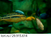 Fish in a large aquarium. Golden Cichlid (Melanochromis auratus) Стоковое фото, фотограф Катерина Белякина / Фотобанк Лори