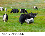 Yaks are grazed in mountains. Russia. Siberia. Стоковое фото, фотограф Ильин Сергей / Фотобанк Лори