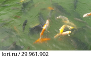 Koi fish and silver carp in pond eating. Стоковое видео, видеограф Игорь Жоров / Фотобанк Лори