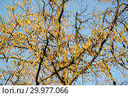 Цветущая лещина древовидная (медвежий орех) (Corylus colurna L.) Стоковое фото, фотограф Ирина Борсученко / Фотобанк Лори
