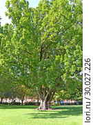 Старый дуб черешчатый  (Quercus robur L.) в сквере. Потсдам, Германия. Стоковое фото, фотограф Ирина Борсученко / Фотобанк Лори