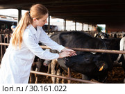 Veterinarian inspecting calves in dairy farm. Стоковое фото, фотограф Яков Филимонов / Фотобанк Лори
