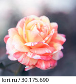 Festive floral gentle background greeting card. Rose peach and pink pastel striped flowers in a haze in an artistic romantic style. Стоковое фото, фотограф Светлана Евграфова / Фотобанк Лори