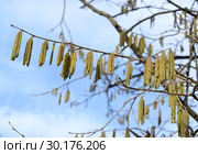 Сережки цветущей лещины древовидной (медвежий орех, Corylus colurna L.) Стоковое фото, фотограф Ирина Борсученко / Фотобанк Лори